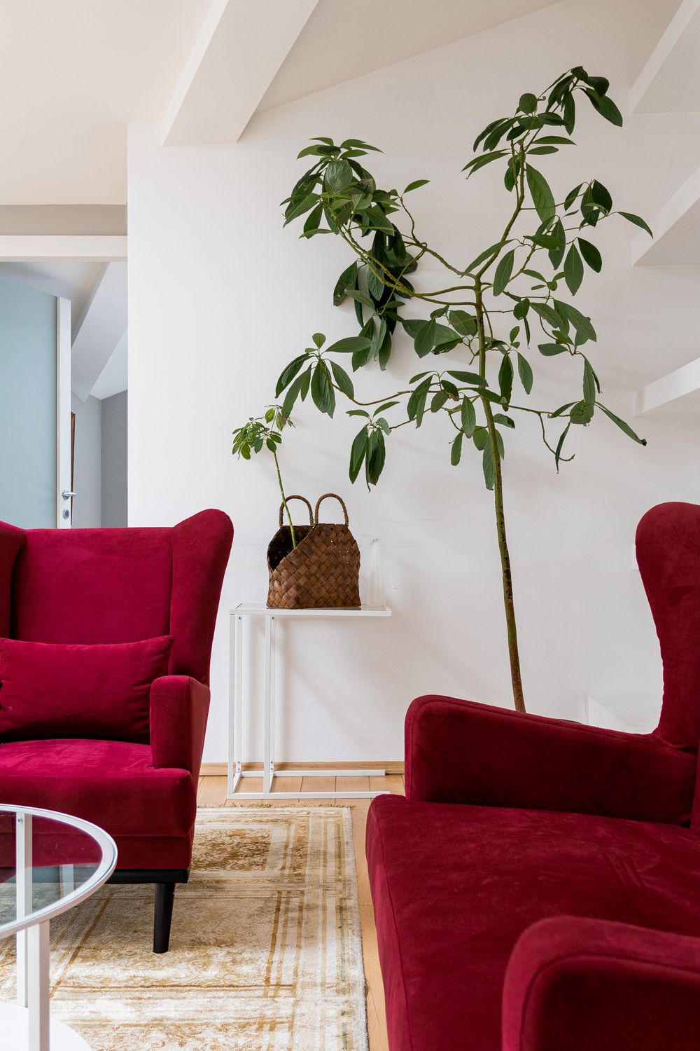 A pale interior with red armchairs and a large plant