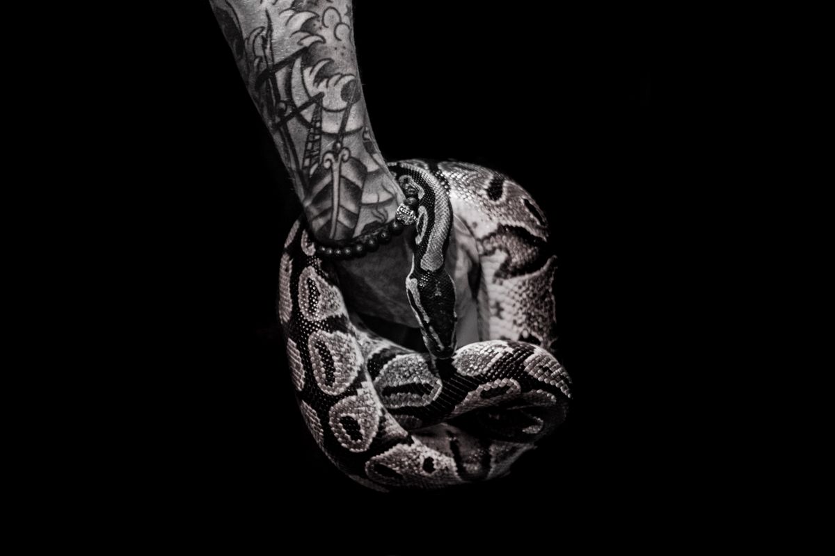 A blackwork-sleeved arm holding a ball python, shot in black and white on black