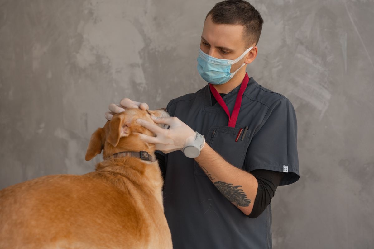 A veterinarian gently checking a golden retriever's face during an exam