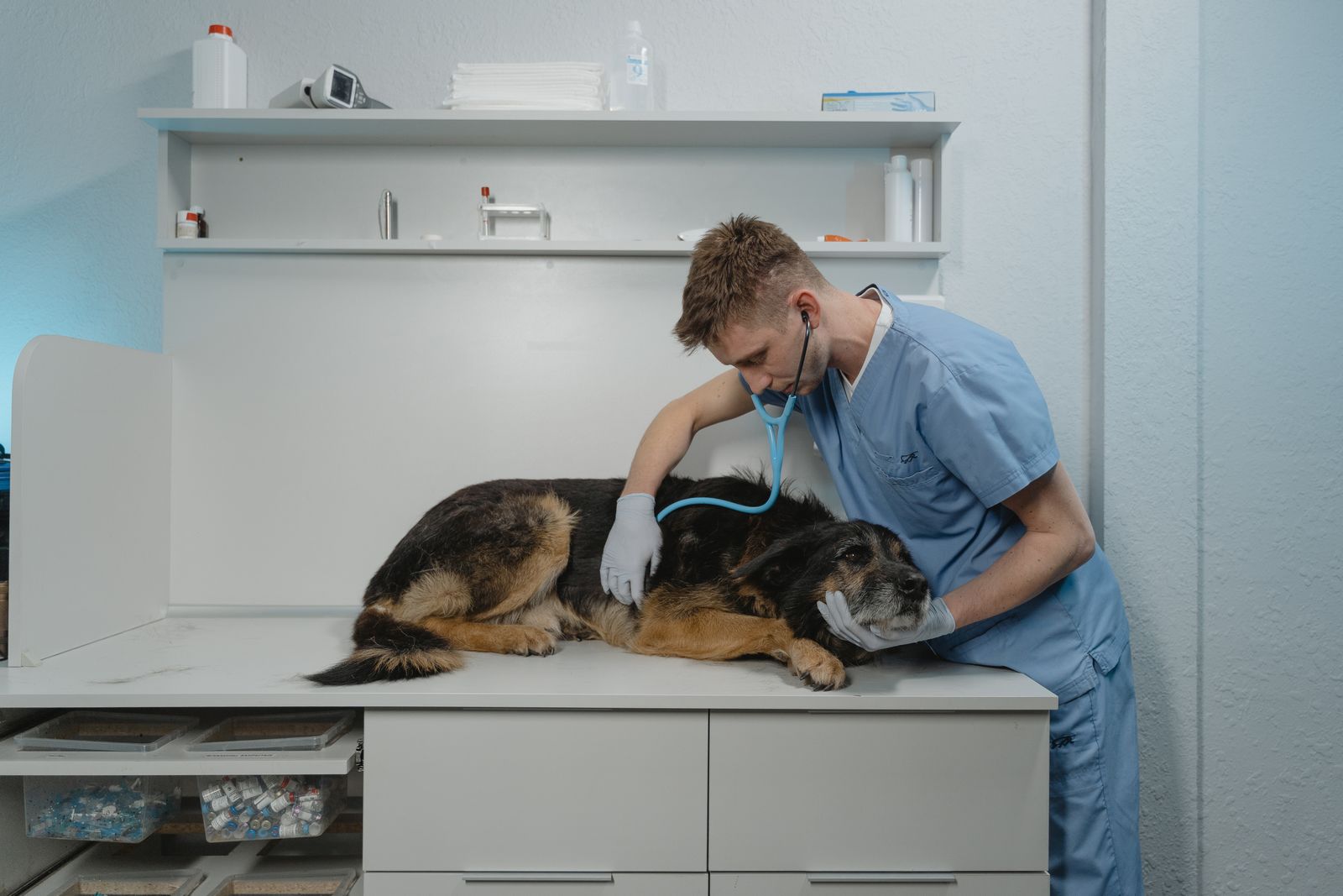 A veterinarian listening to a dog's chest with a stethoscope during a check-up