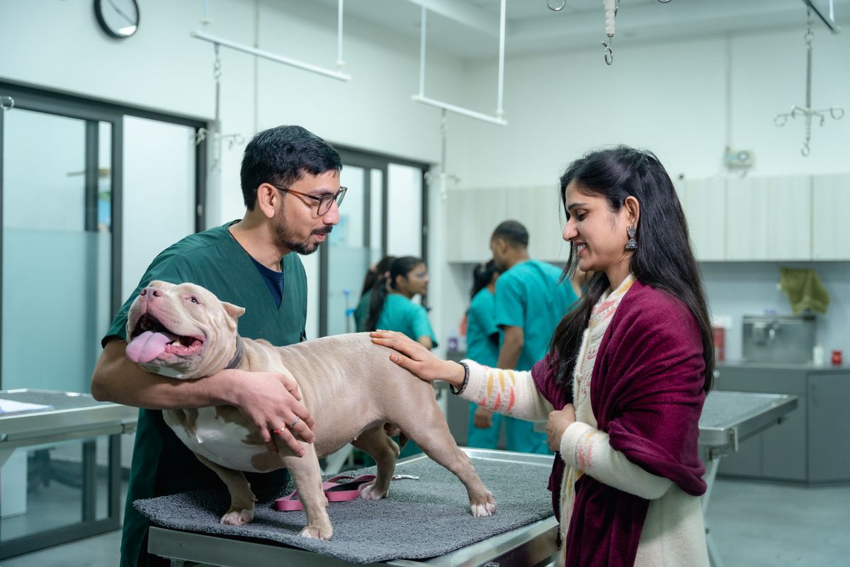 An owner holding their dog while the vet examines it, both leaning in